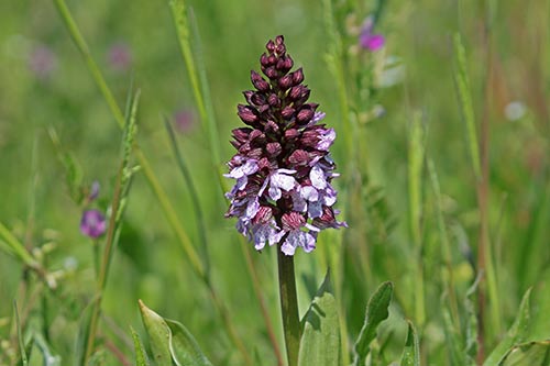 Orchis purpurea img_09012