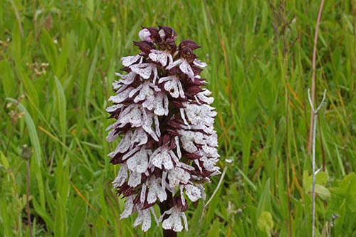 Orchis purpurea img_01190