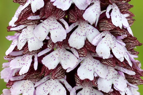 Orchis purpurea img_01202a