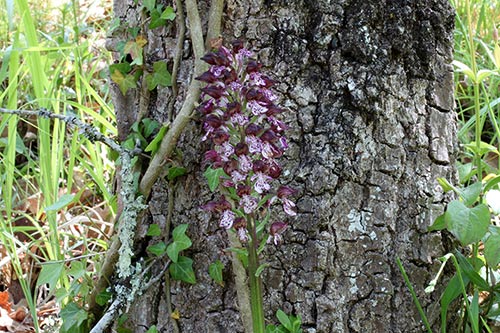 Orchis purpurea img_01658