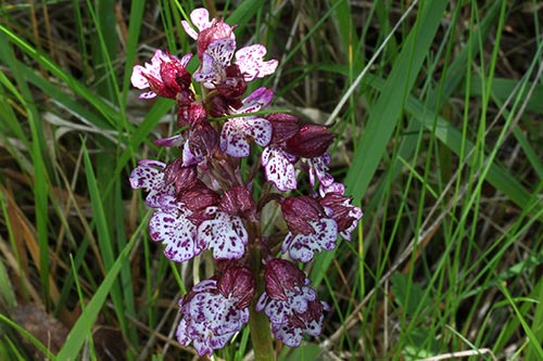 Orchis purpurea img_01671