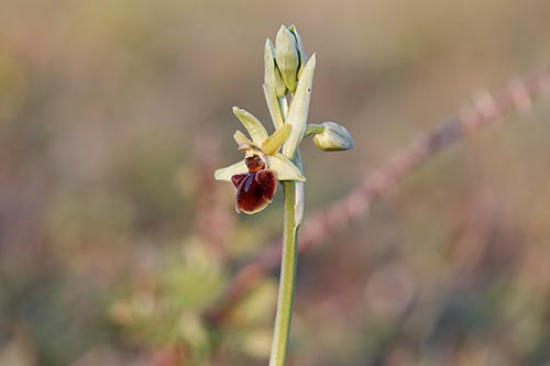 Ophrys sphegodes img_00511