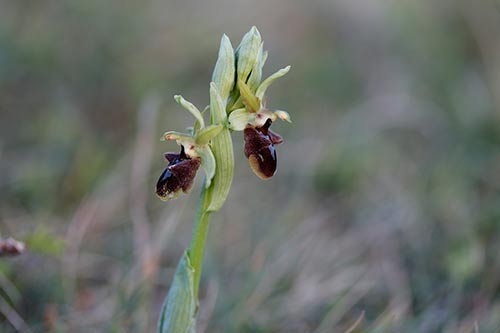 Ophrys sphegodes img_00546