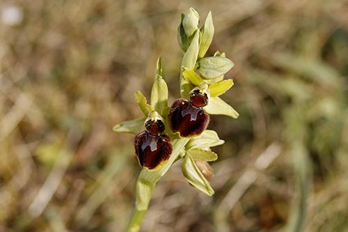 Ophrys sphegodes img_00600