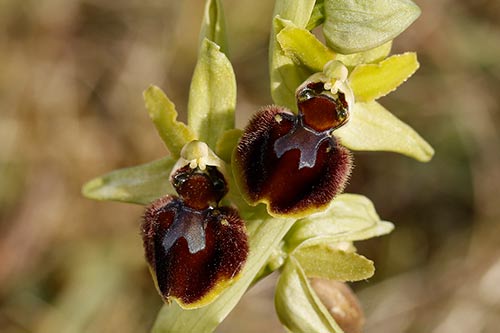 Ophrys sphegodes img_00600a