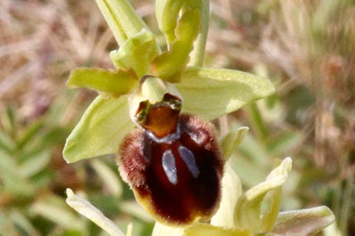 Ophrys sphegodes img_00673