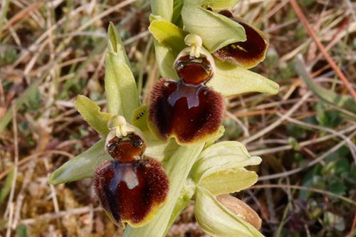 Ophrys sphegodes img_00700