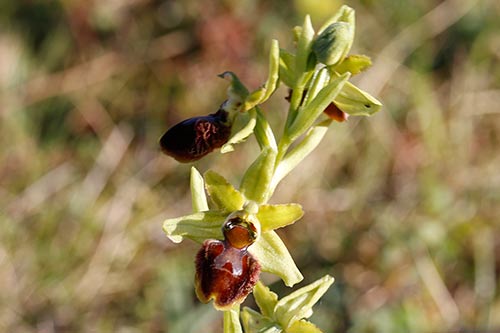 Ophrys sphegodes img_00932