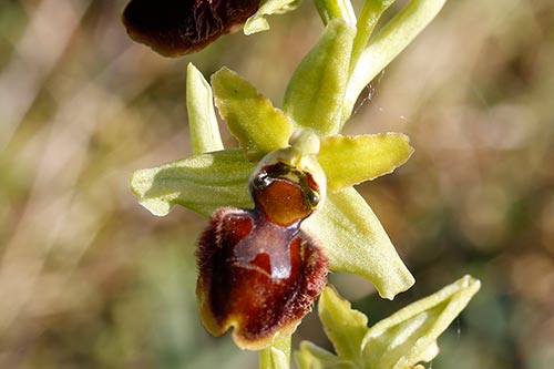 Ophrys sphegodes img_00933