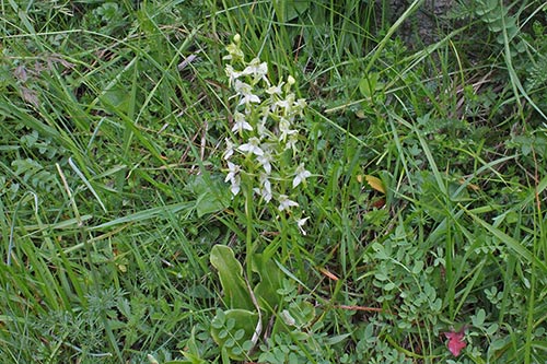 Platanthera bifolia img_09868