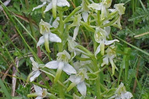 Platanthera bifolia img_09870