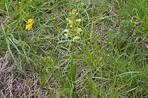 Platanthera bifolia img_00025