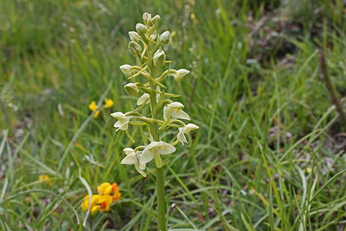 Platanthera bifolia img_00026