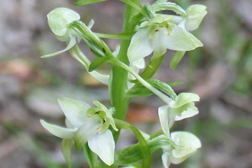 Platanthera bifolia img_00339a