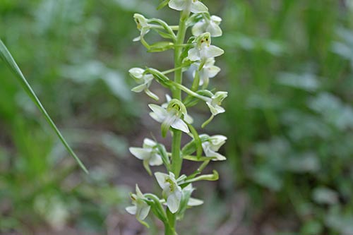 Platanthera bifolia img_00344a