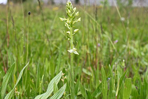 Platanthera bifolia img_01222