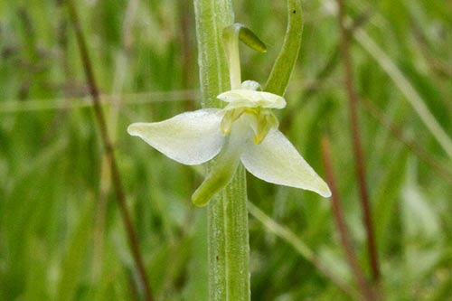 Platanthera bifolia img_01226