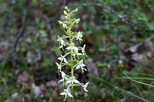 Platanthera bifolia img_02006