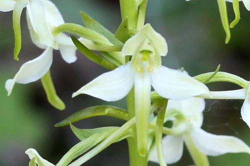 Platanthera bifolia img_02600a