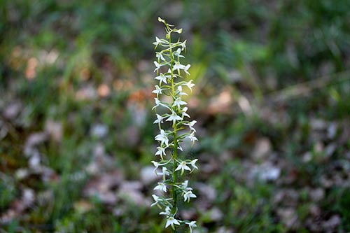 Platanthera bifolia img_02306