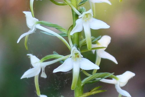 Platanthera bifolia img_02306a
