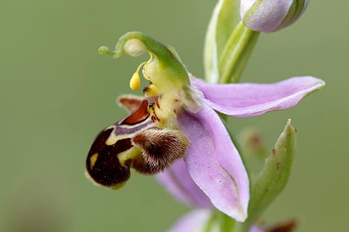 Ophrys apifera img_01852