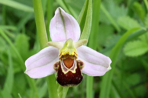 Ophrys apifera img_03901