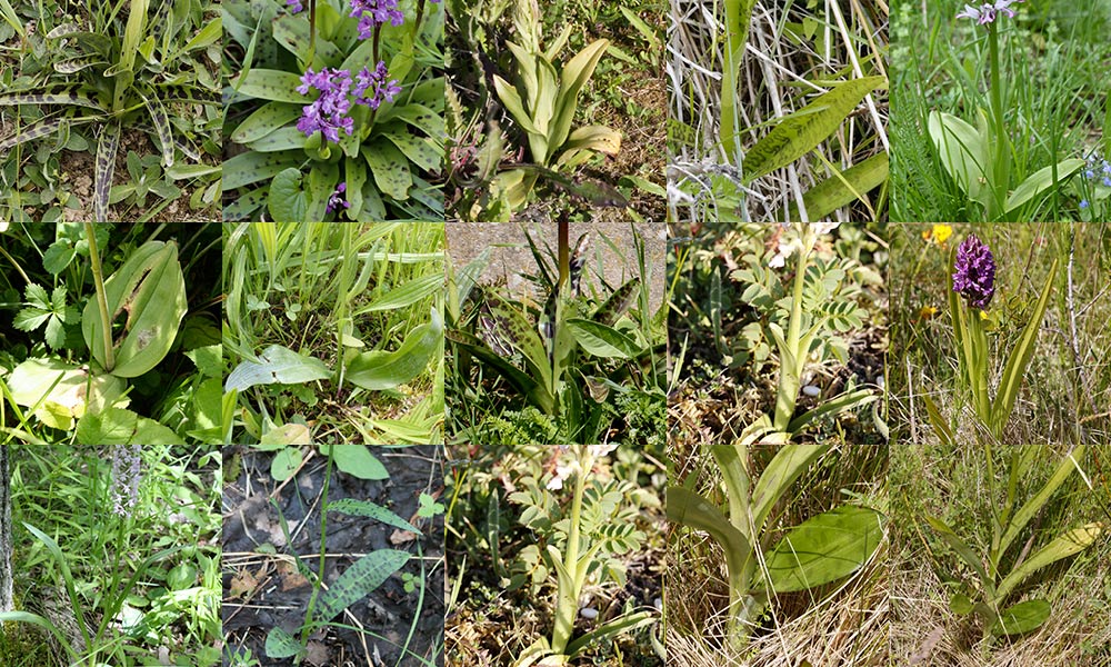 feuilles des orchidees