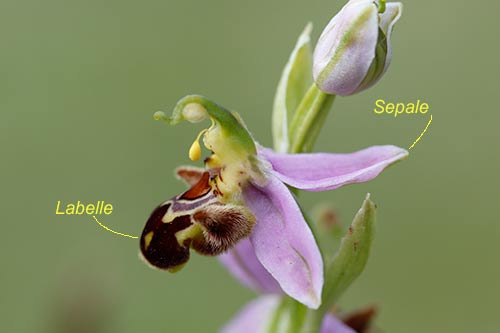 ophrys apifera