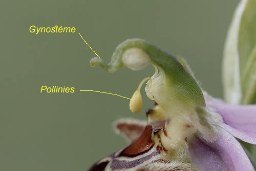 ophrys apifera