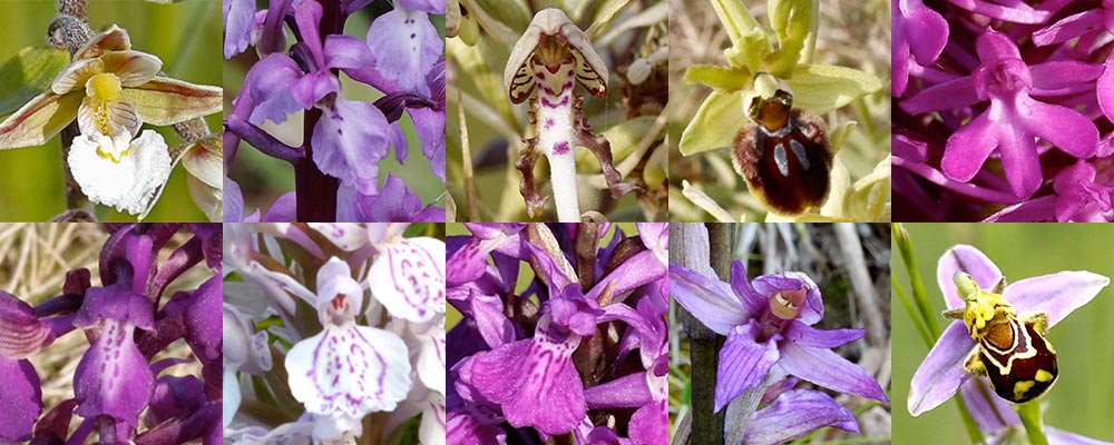 fleurs des orchidees