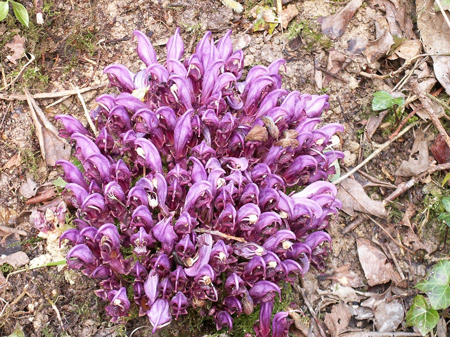 Lathraea clandestina img_pict2050