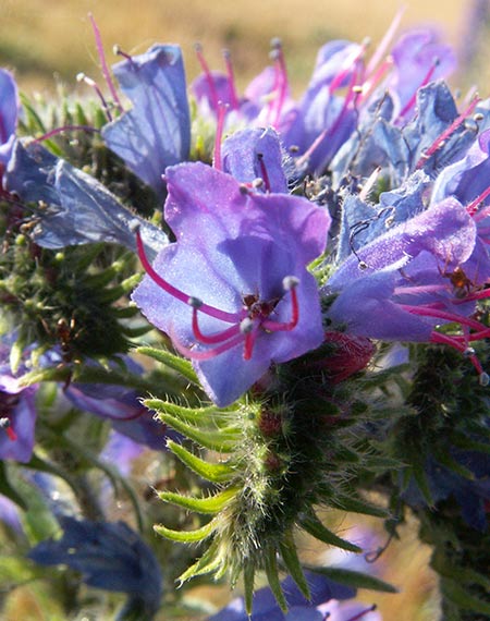 viperine img_pict3977