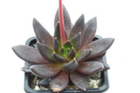 E. agavoïdes x lindseyana img_7831