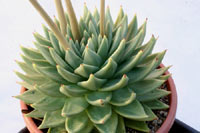 E. agavoïdes img_8415