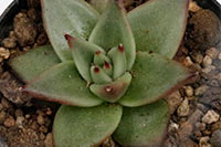 E. agavoïdes 'Ebony' img_5677