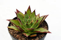 E. agavoïdes lipstick img_8014