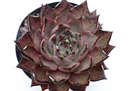 E. agavoïdes x lindseyana img_9931