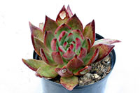 E. agavoïdes x colorata img_8012