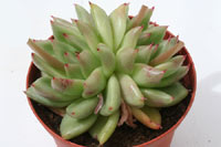 E. agavoïdes x lindseyana img_9931