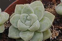 E. albicans img_8012