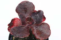 E. Alta May img_9931