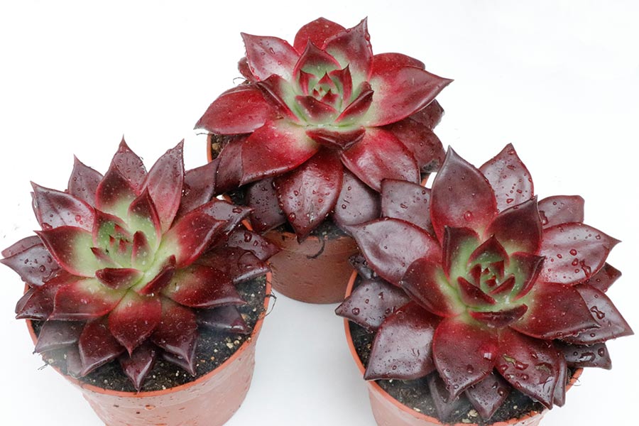 Echeveria Atlas img_05648