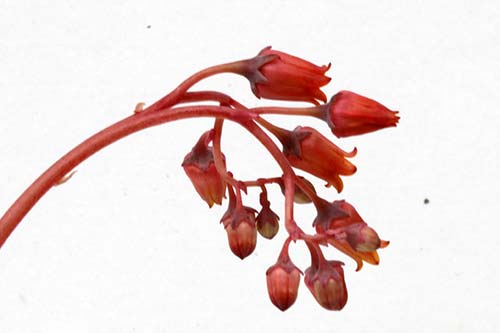 Echeveria Atlas img_07622