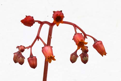 Echeveria Atlas img_07624