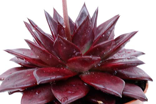 Echeveria Atlas img_07626