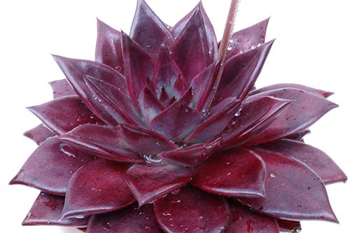 Echeveria Atlas img_07628