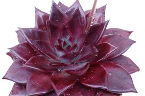 Echeveria Atlas img_07629