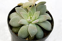 E. carnicolor img_08049