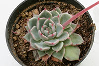 E. chihuahuaensis img_09961